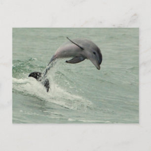 Cartão postal de golfinho personalizável