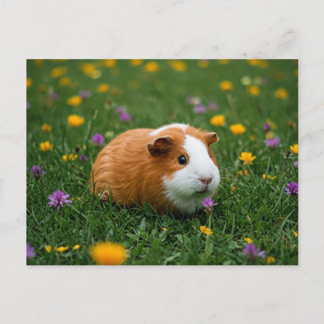 Cartão postal de Grama Natural Cavia, Flor de Suín (Frente)