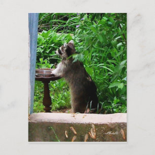 Cartão postal de guaxinim fofo comendo no comedour