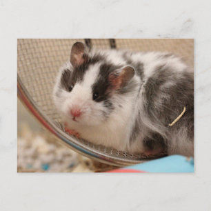 Cartão postal de Hamster