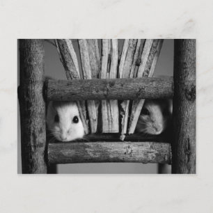 Cartão postal de Hamster