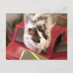 Cartão postal de Hamster