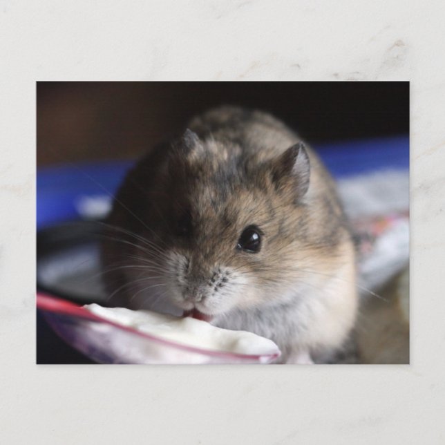 Cartão postal de Hamster (Frente)