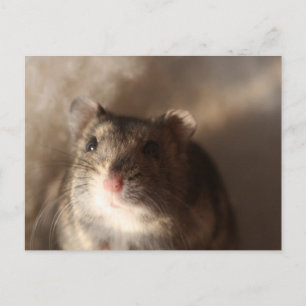 Cartão postal de Hamster