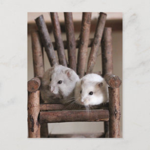 Cartão postal de Hamsters