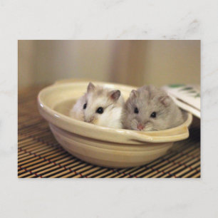 Cartão postal de Hamsters