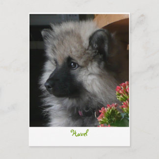 Cartão postal de Havel chega na América