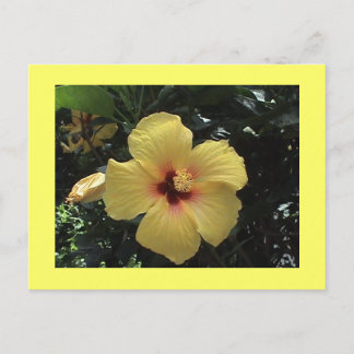 Cartão Postal de Hibisco Amarelo