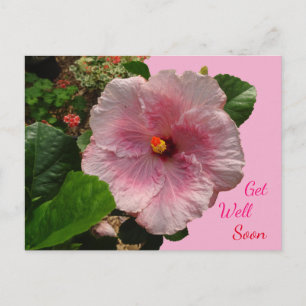 Cartão postal de Hibisco Rosa para Melhoras