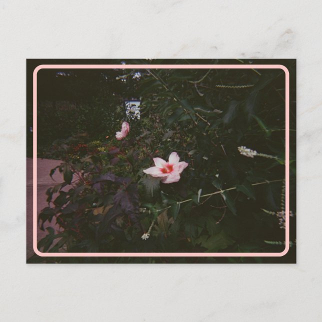 Cartão Postal de Hibisco Vintage (Frente)