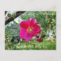 Cartão postal de Hollyhock