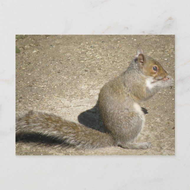 Cartão postal de Horatio Fome de Esquilo (Frente)