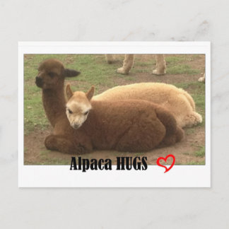 Cartão postal de Hugs Alpaca