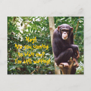 Cartão postal de humor chimp