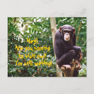 Cartão postal de humor chimp