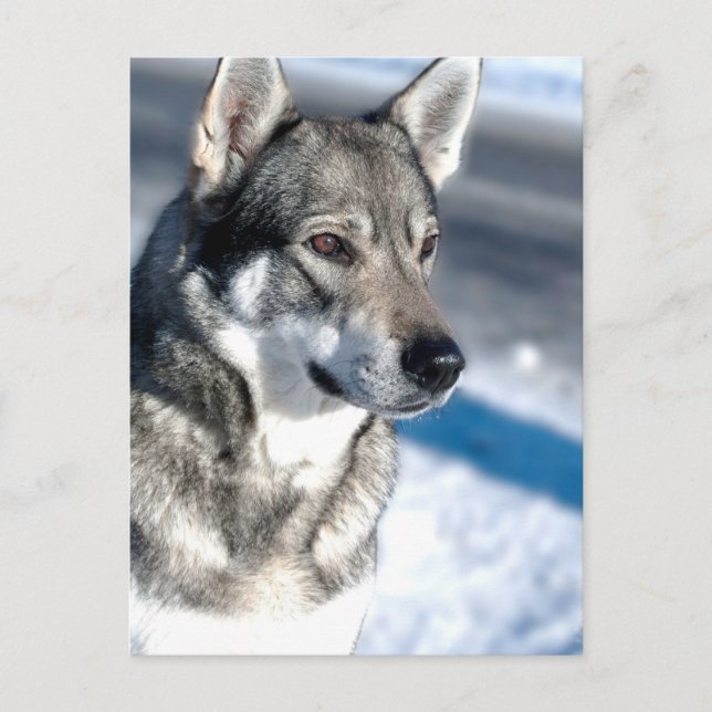 Cartão postal de Husky na neve (Frente)