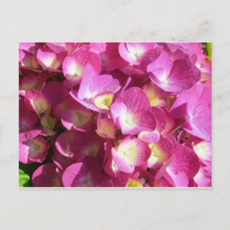 Cartão postal de Hydrangea rosa