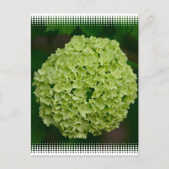 Cartão postal de Hydrangea verde (Frente)