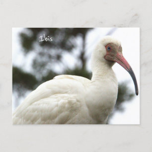 Cartão postal de Ibis Bird
