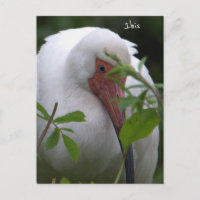 Cartão postal de Ibis Bird