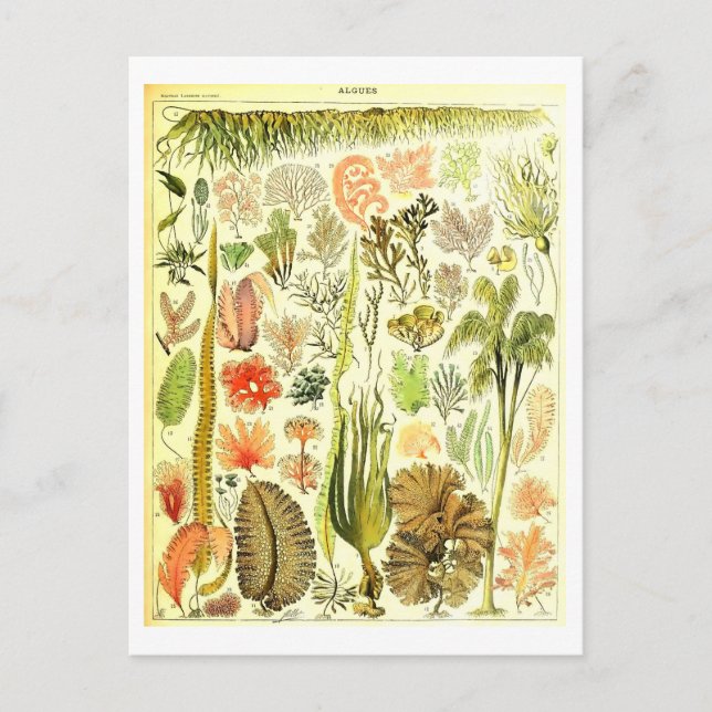 Cartão postal de Ilustração Botânica de Algae Vint (Frente)