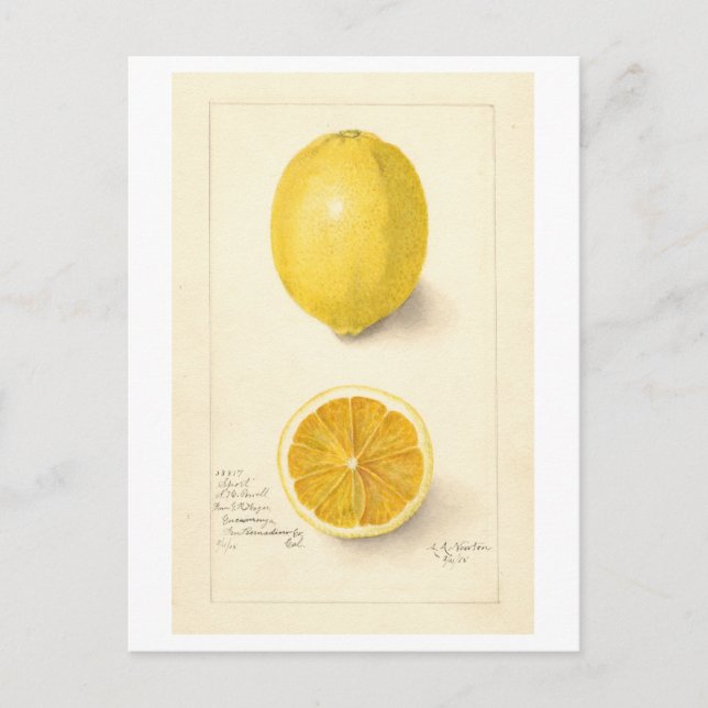 Cartão postal de Ilustração Botânica Lemon Vintage (Frente)