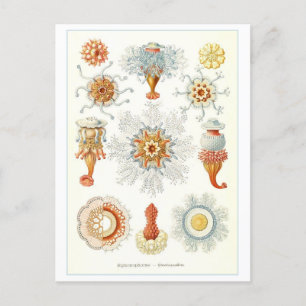 Cartão postal de Ilustração de Invertebrados Marin