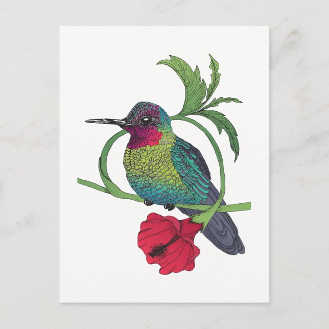 Cartão postal de Ilustração de Pássaro Colibri (Frente)