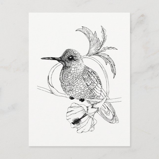 Cartão postal de Ilustração de Pássaro Colibri (Frente)