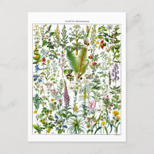 Cartão postal de Ilustração de Plantas Medicinais