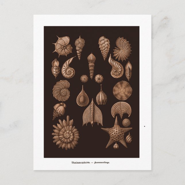 Cartão postal de ilustração de vida marinha vintag (Frente)