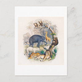 CARTÃO POSTAL DE ILUSTRAÇÃO DO REINO ANIMAL VINTAG