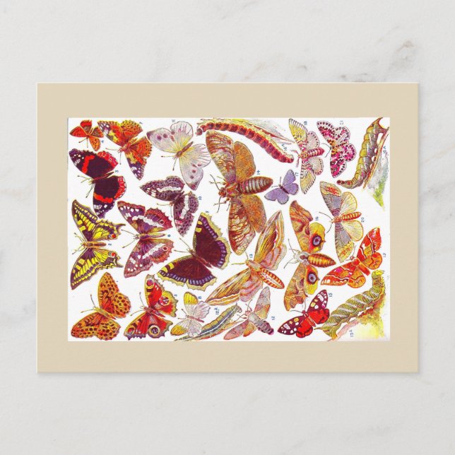 Cartão postal de Imagem de Borboletas | Insetos (Frente)