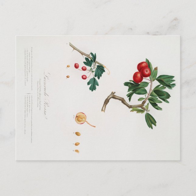 CARTÃO POSTAL DE IMPRESSÃO BOTÂNICO DA MAÇÃ VERMEL (Frente)