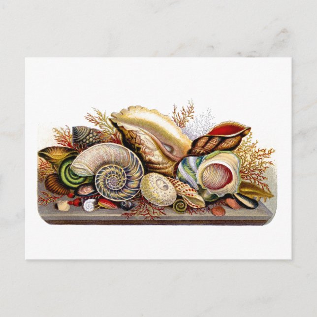 Cartão postal de Impressão de Seashell Vintage (Frente)