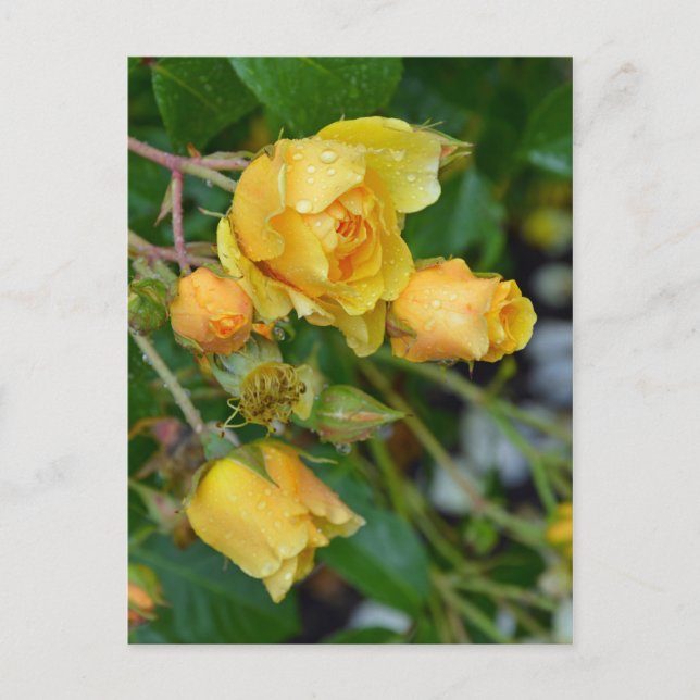 Cartão postal de impressão floral de rosas amarela (Frente)