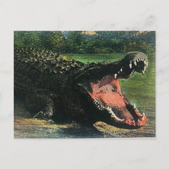 Cartão postal de jacaré comilão faminto (Frente)