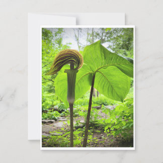 Cartão Postal de Jack-In-The-Pulpit