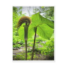Cartão Postal de Jack-In-The-Pulpit