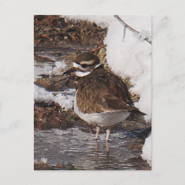 Cartão postal de Killdeer (Frente)