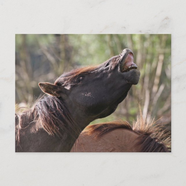cartão postal de konik (Frente)