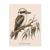 Cartão Postal de Kookaburra | Edição Bush