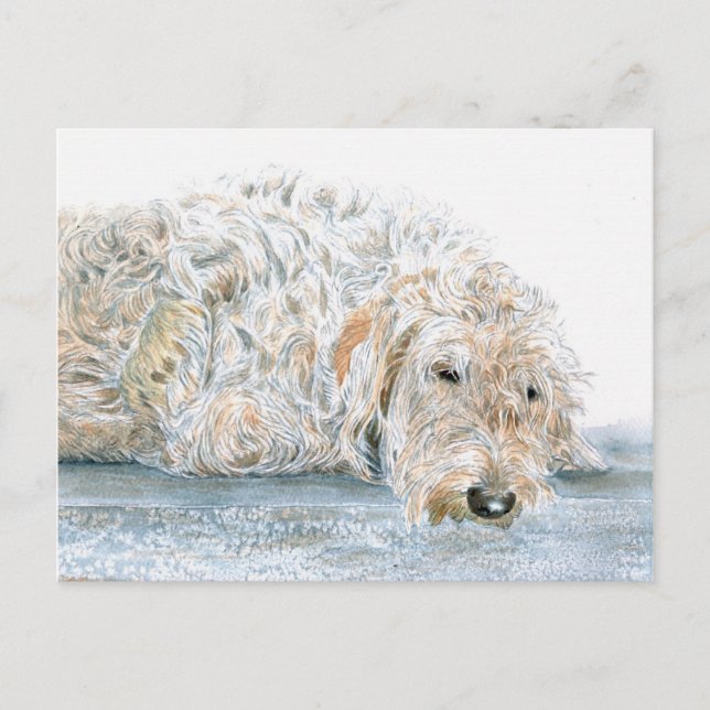 Cartão Postal de Labradoodle Sonolento (Frente)