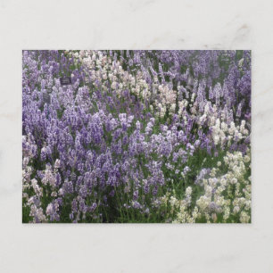 Cartão postal de Lavanda Lindíssima