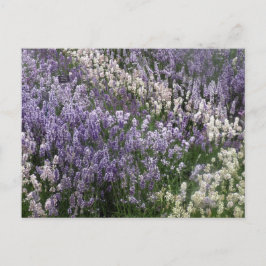 Cartão postal de Lavanda Lindíssima