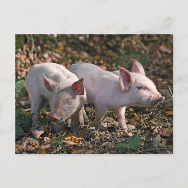 Cartão postal de leitões selvagens (Frente)