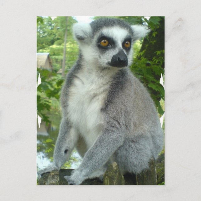 Cartão postal de Lemur Madagáscar (Frente)