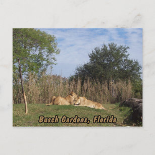 Cartão postal de Leões Cuddddding