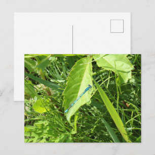Cartão Postal de Libélula Azul