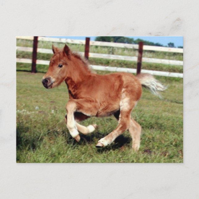 Cartão postal de liberdade (Frente)